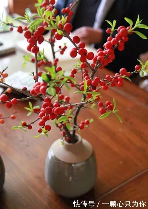 “新宠”北美冬青气质款植物，观果植物中的轻奢品