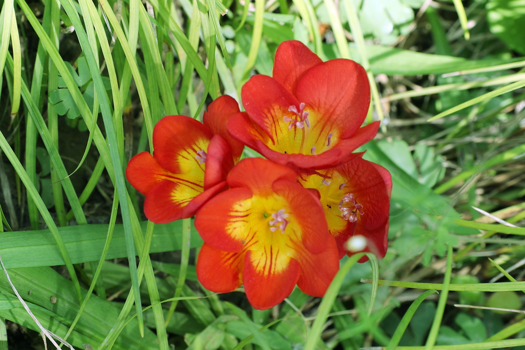 此花代表幸福和清新，给人一种淡雅的感觉，欣赏后仿佛心灵被净化