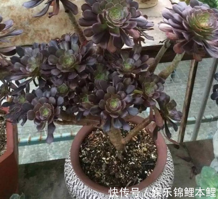 养殖|养多肉有3个基础要领，盆栽法师，再多注意2细节，轻松养好