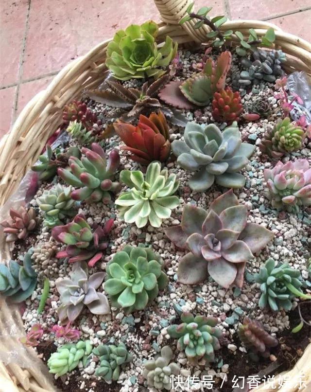 她在医院垃圾桶“捡篮子”，拿来种多肉“颜值高”，人见人爱