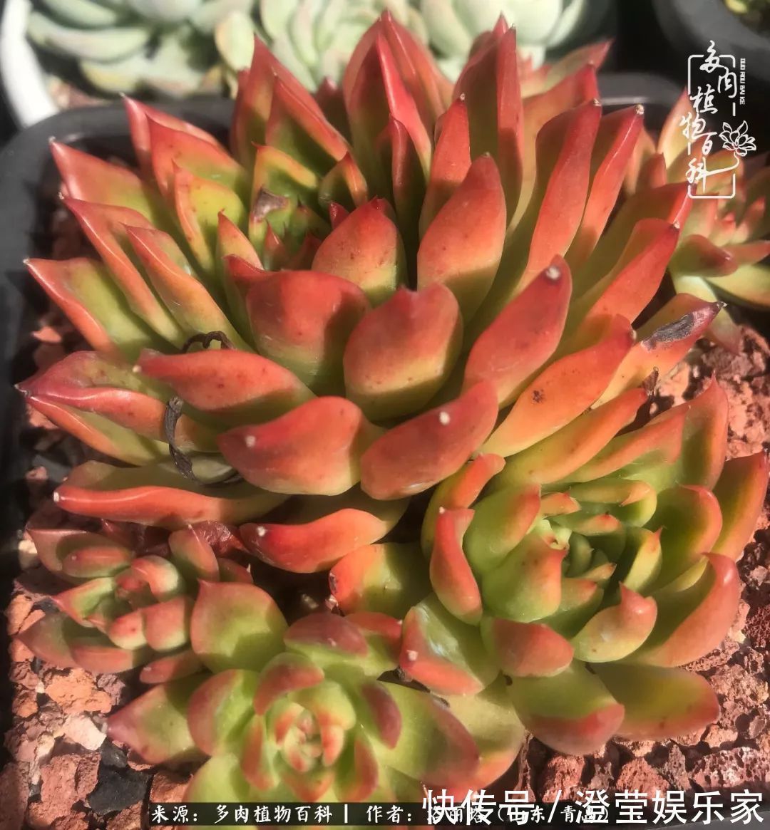 吉娃娃|我和我的“多肉恋人”,怎么样有没有惊艳到你!