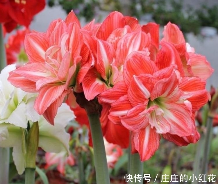 4种花是花界的“傲娇女王”,花朵美轮美奂,你一定会喜欢!