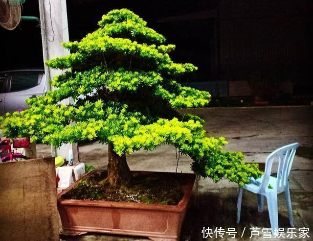 罗汉松|养花高手养护罗汉松有”绝招“,叶子“油绿”不在变黄。