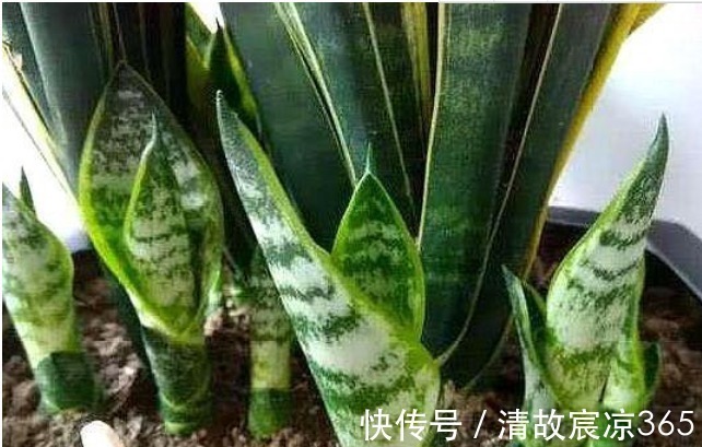 营养物质|养虎皮兰,往盆埋“1块它”,不施肥,小芽直接撑破盆,疯长不停