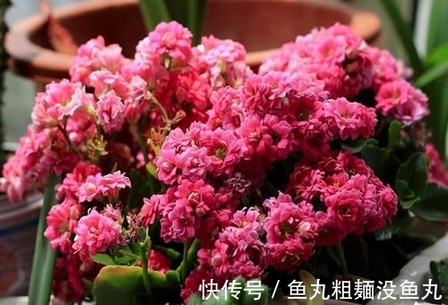 花肥|最厉害的营养液:给长寿花喝一勺,花开鲜艳,花期长达180天!