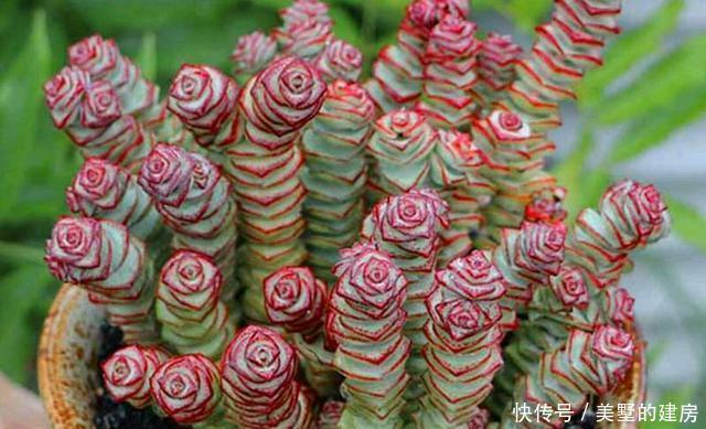 钱串|多肉界的招财树,还寓意着财源滚滚,好运连连,看它怎么养护