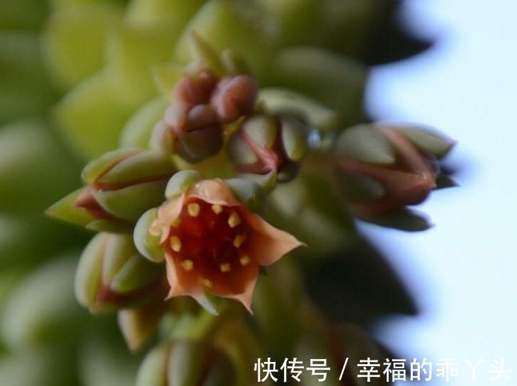 多肉这辈子一定要养的品种,你值得为它倾心