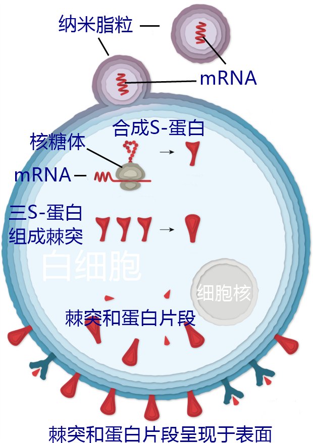 免疫系统|我区已接种新冠疫苗424万余剂次！疫苗是如何保护我们的？一文看懂