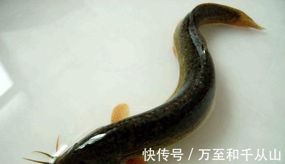 猪瘦肉|不吃米饭可诱发糖尿病，常食2种鱼类对降糖调理胰岛素有好处！