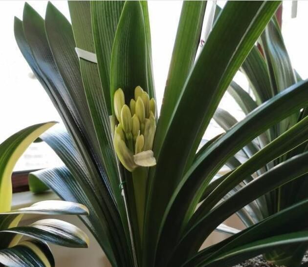 喜欢|君子兰是多晒好,还是少晒好很多人弄反了,难怪黄叶不开花