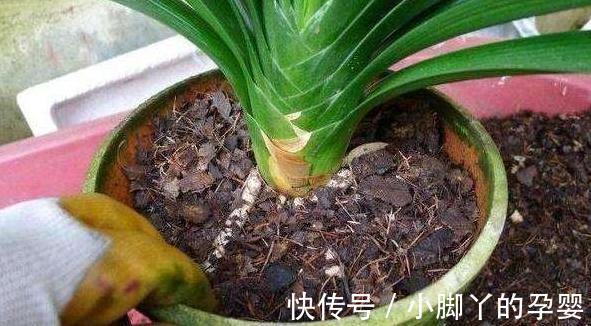 君子兰长得慢,不抽花箭,离不开2个原因,这些你做对了吗