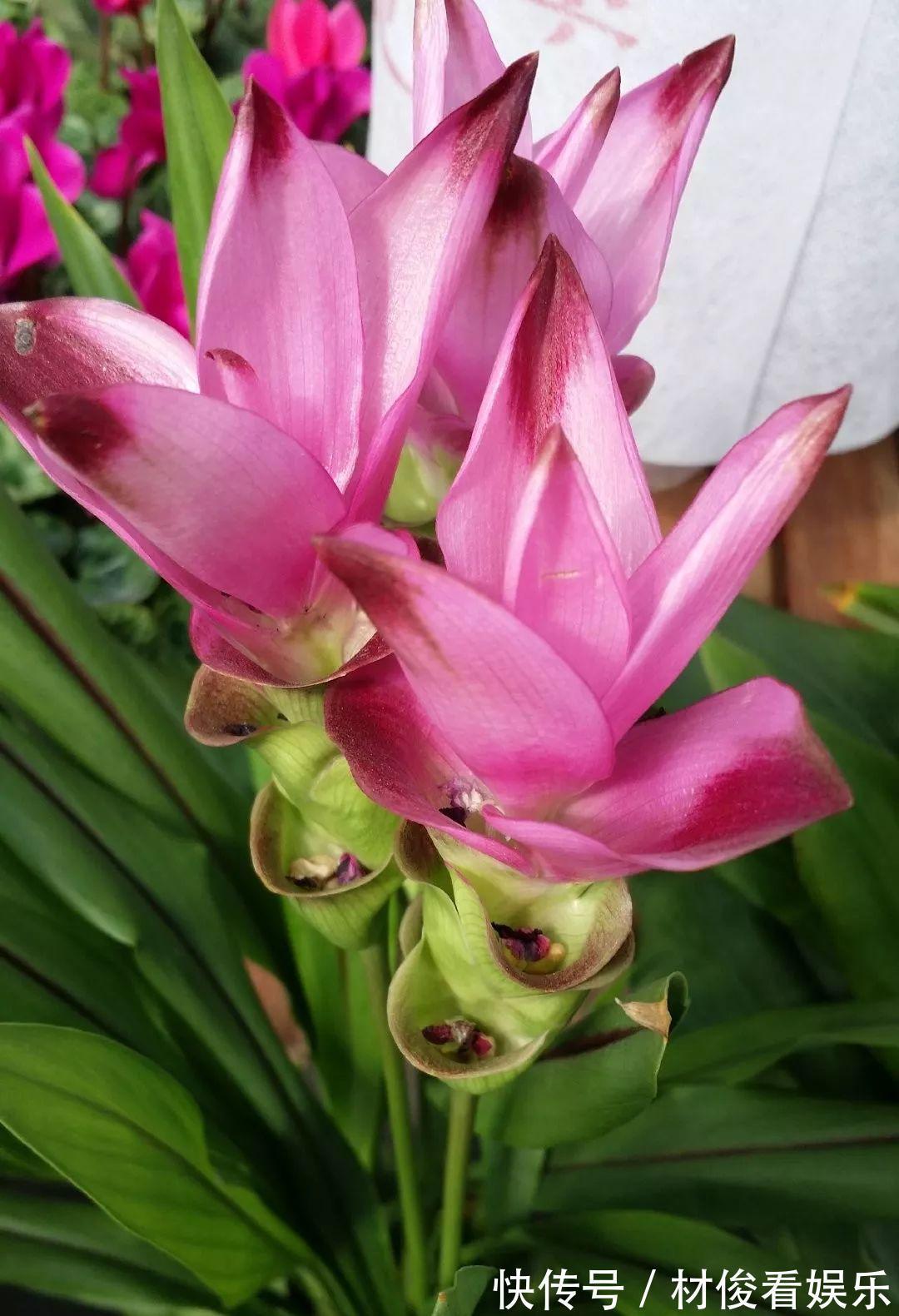 姜荷花|大爷养的“荷花”，窜的房顶高，垂下来变成花瀑布！