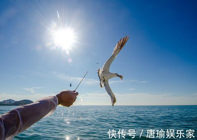 海鸥|中国十大美丽海岛，面积只有百平，被誉为仙山鸟岛，禁止游客上岛