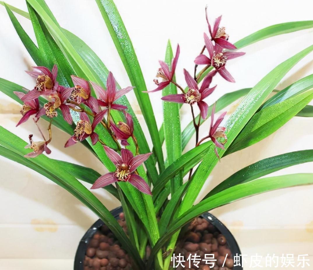 冬天养墨兰5个“小方法”,花箭窜到一米高,春节开成“报岁兰”