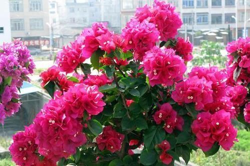 三角梅最好养,只需每月倒点“它”,还“剪几刀”,轻松开爆盆!