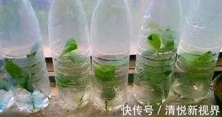 白根|扦插的月季不生根学会此4种“扦插技巧”,生根快好几倍