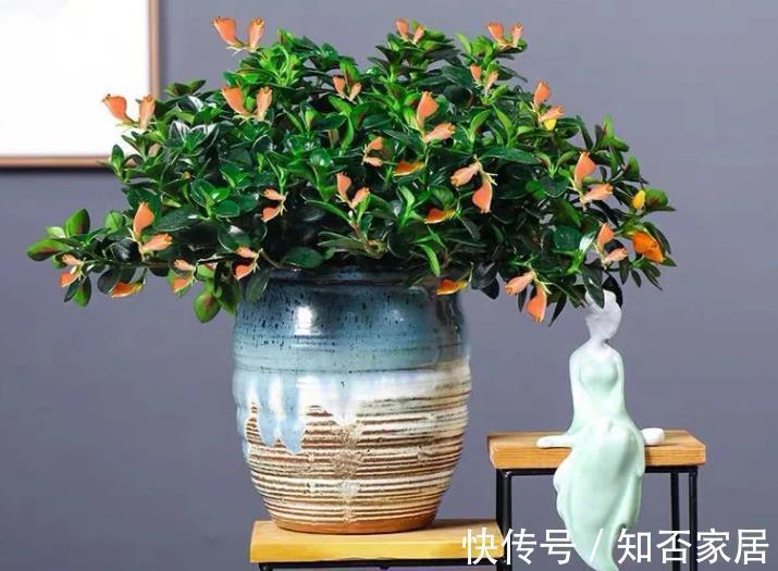 花卉|室内养招财花卉,别只养发财树了,这种小盆栽寓意好,颜值高