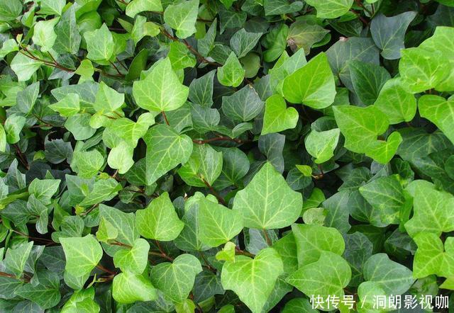 红薯|养5种花卉,没土就能活,“只浇水”嗖嗖爆盆,变成“绿窗帘”