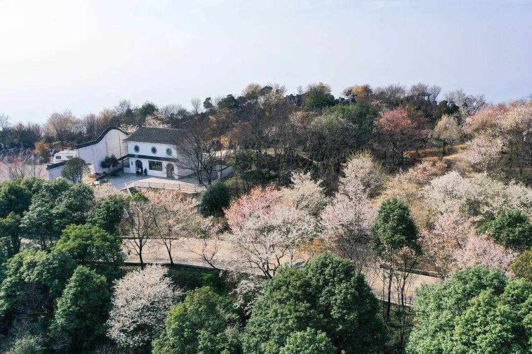 老年|云龟山万亩野樱花怒放，简直美到犯规！