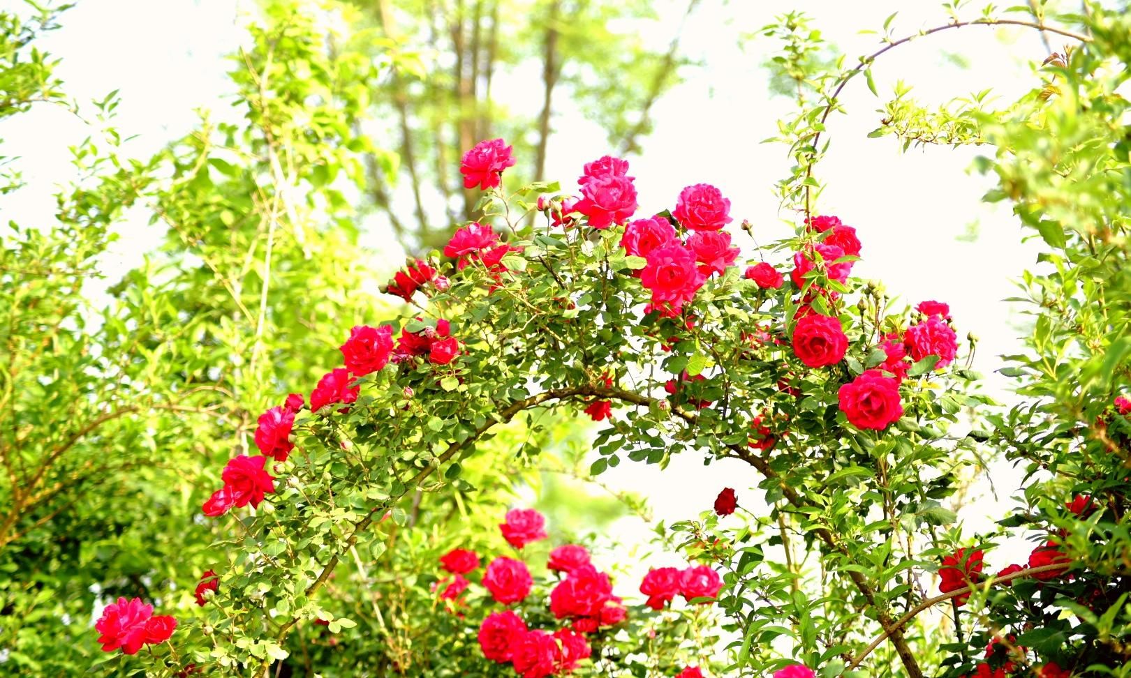 樱花退去月季来，“花堤柳岸”花盛开（二）