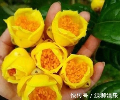 金花茶|它是真正的“花茶”,开出盏盏黄花,摘一朵就能泡