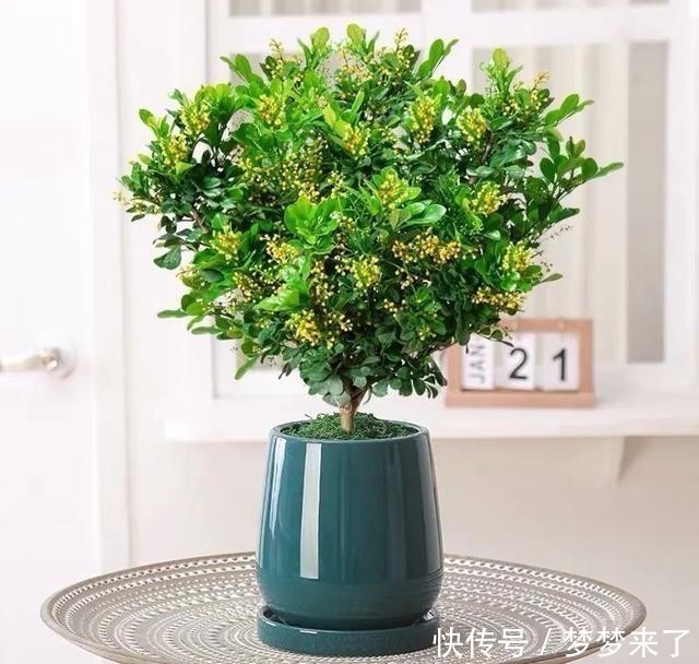 冬天家里气味难闻?就养这4种香味花,花香怡人,好看又好闻!