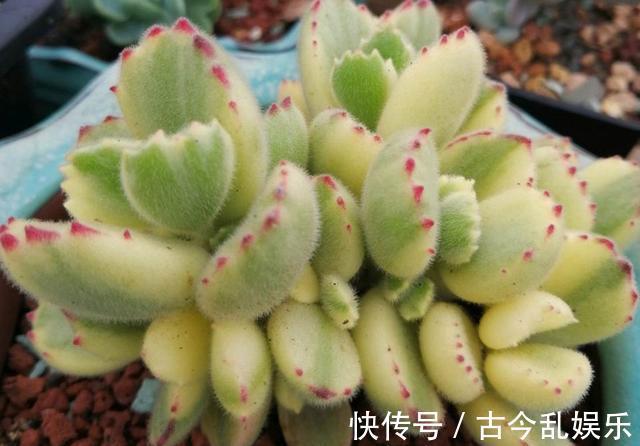 多肉|熊童子,花普货的价钱赏贵货的颜值,做好5点,红叶尖肥叶片都要