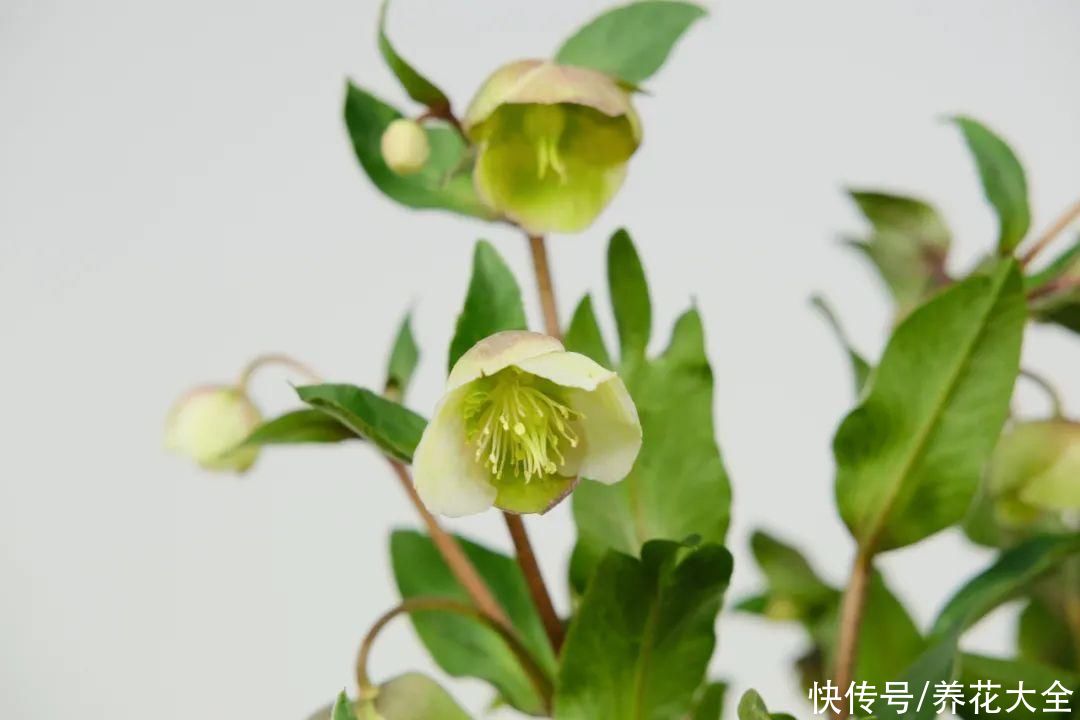 冬天好养的花,皮实不娇气,颜值高上档次,咋养都开花