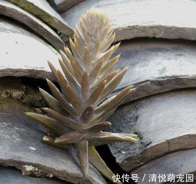 农村屋顶长“瓦松”,可别轻易拔掉,这东西好着呢