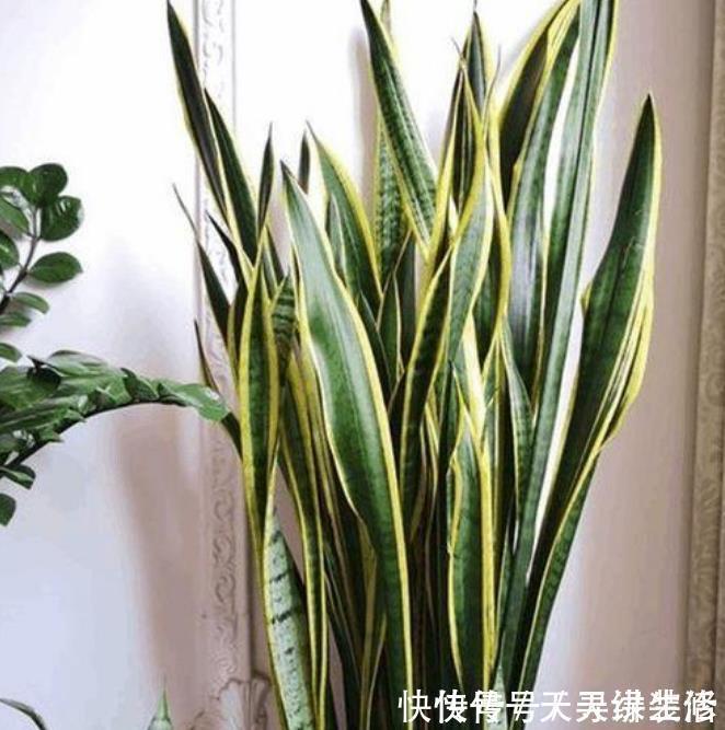 虎皮兰|3种花,最适合养卧室,释放氧气助睡眠,一觉睡到天亮