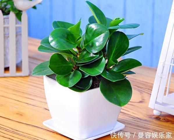 卧室长期放盆栽,失眠的人就选2种,好看又好养,净化效果好