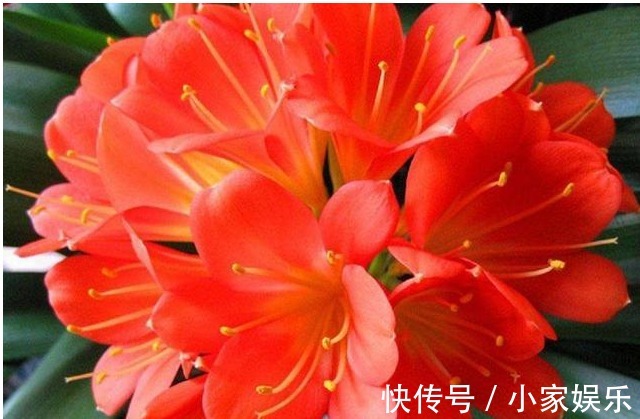 怎么样能让家里的君子兰提前开花学会以下几招,开花上百朵