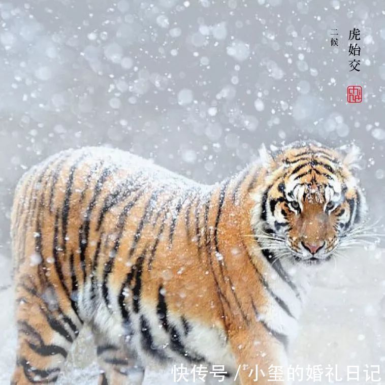 大雪|大雪丨大雪至,寒冬始