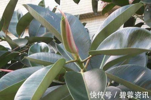 橡皮树|养花不如养树,这种盆栽树养家旺财又“镇宅”,养100盆也不多