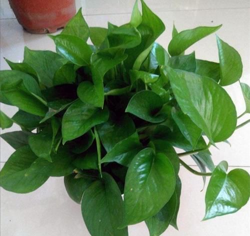 想要绿萝养得好，方法很简单，抓住主要关键点