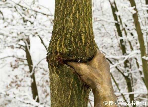  孤独|世界上最“孤独”的手，紧握树干半个世纪从未松开，原因让人感叹