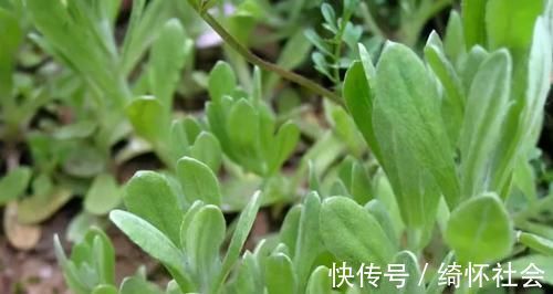 脘腹冷痛|这些野菜你一定见过!营养成分比蔬菜高,属于天然补品,谁吃谁好