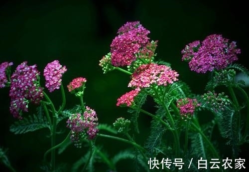 一花一世界，一叶一菩提——奇花异草蓍草，赏花旅游花语生日花