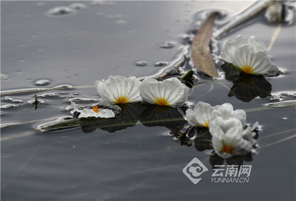 海菜花|【高清组图】海菜花盛放洱海 展现生态之美