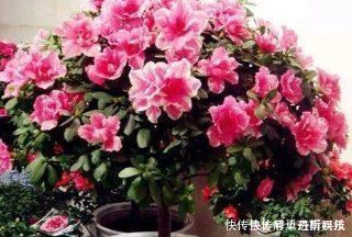 烂根|家家都有的垃圾,抓一把掺盆里,养花十年不烂根,开花爆盆挡不住