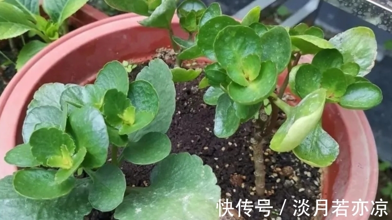 养好长寿花的小诀窍：光照是第一要素，把握不住就难开花