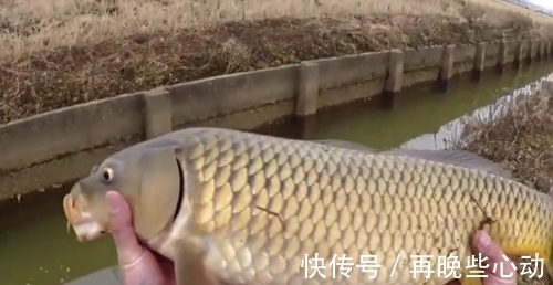 糖醋鲤鱼|这样的小水沟也能钓上三四斤的大鲤鱼，网友：鱼从哪里来的呢