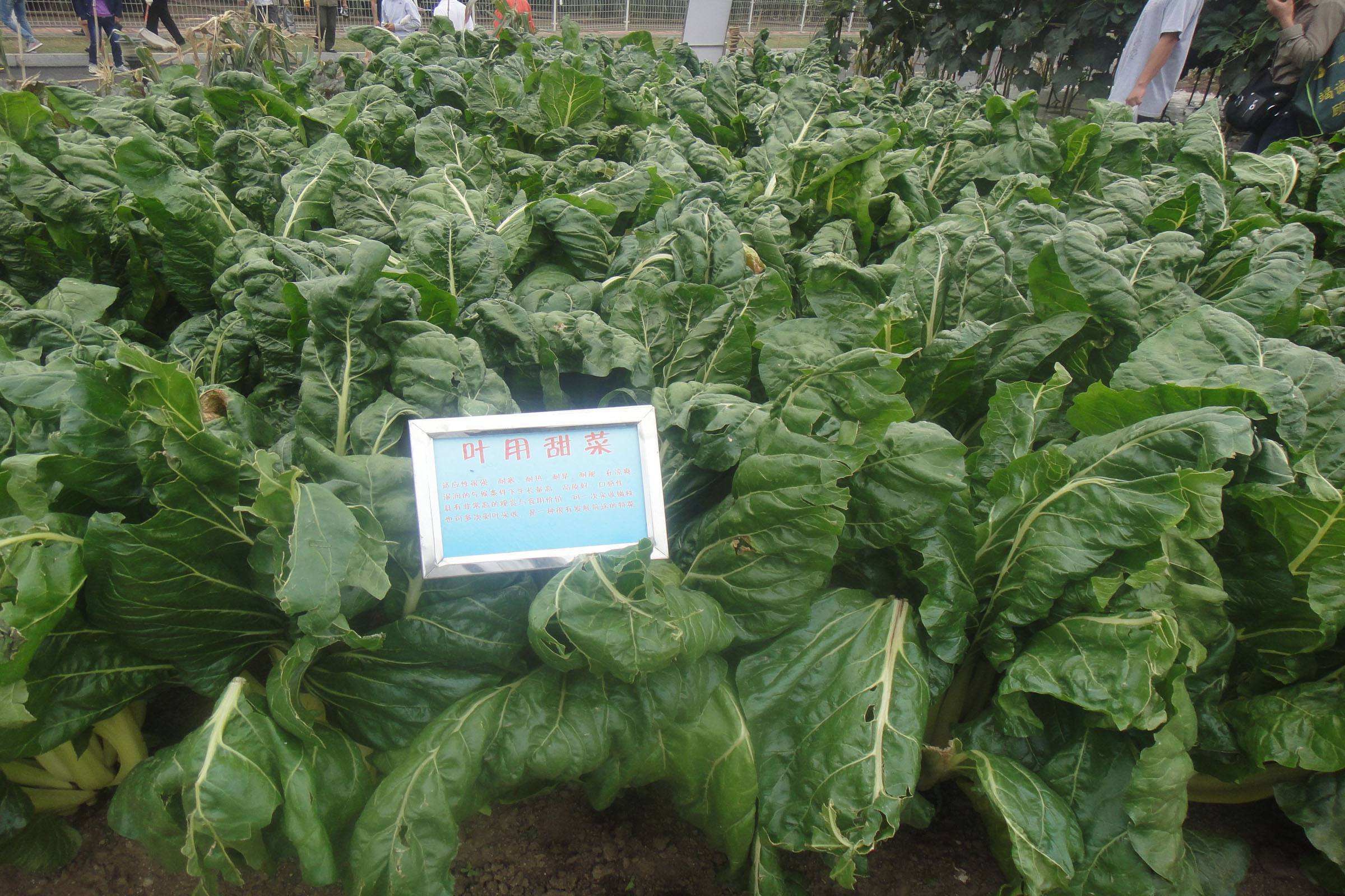 暖身菜|多给孩子吃这3道暖身菜,补中益气,钙含量高,还能增强免疫力