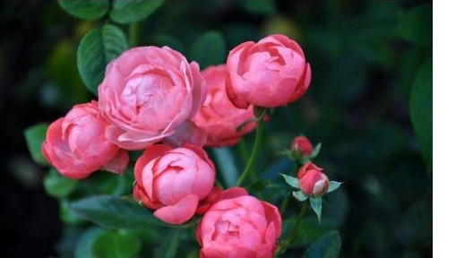 以下“神仙水”给月季喝一点,叶子绿油油、花苞挂满枝!