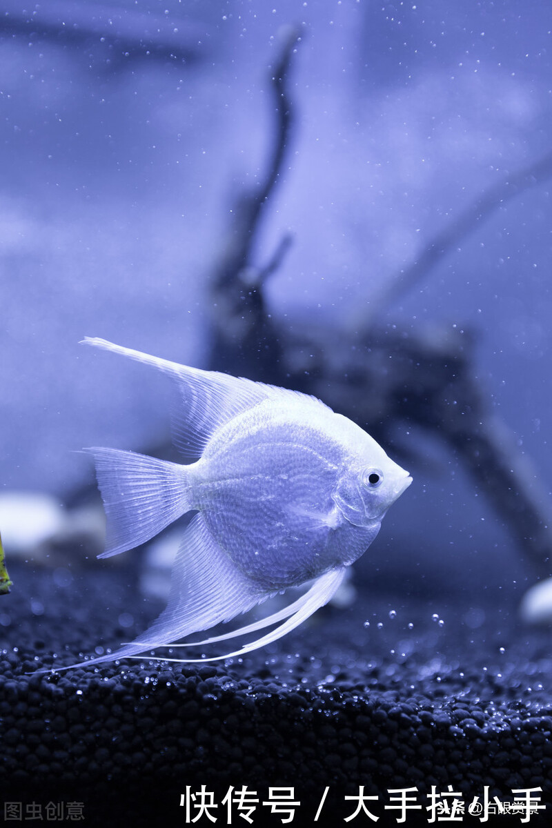 神仙鱼鱼鳍破了怎么办 神仙鱼鱼鳍破了怎么办