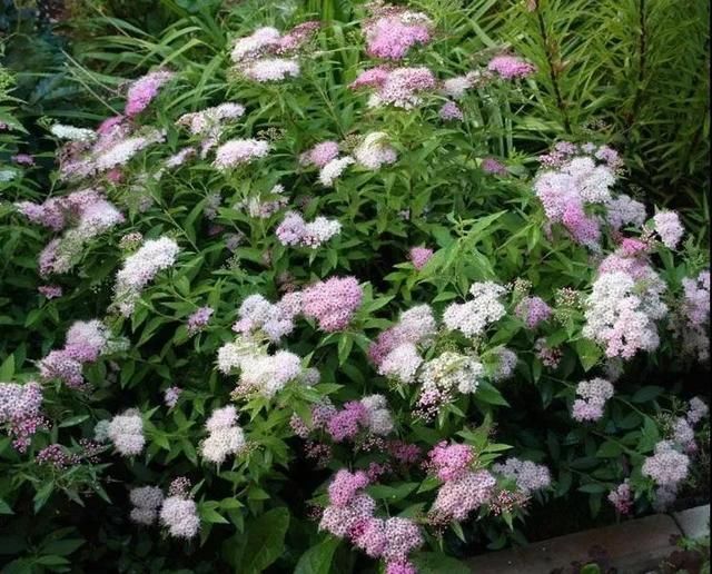 几种很耐热耐晒的开花植物,寒冷地区可露地栽种,花量多,花期长