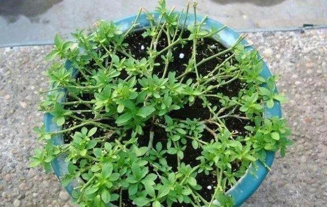 盆栽矮牵牛这么样长的快，花开的多，叶子绿油油的非常漂亮