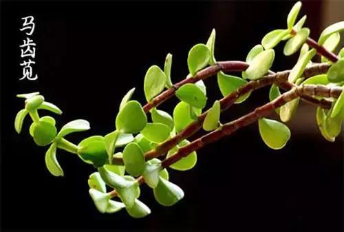 功效|马齿苋居然是“救命”的良药,究竟有哪些功效呢看完果断收藏