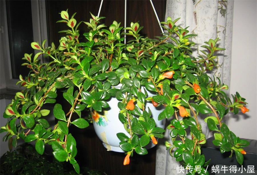 金鱼吊兰冬天开爆了,做好5个小细节,一年四季花开不断
