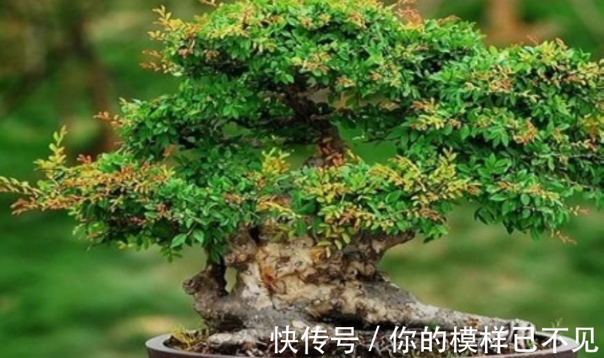 植物|老人常说,别看三种树长得“丑”,但是它镇宅养人,招财进宝